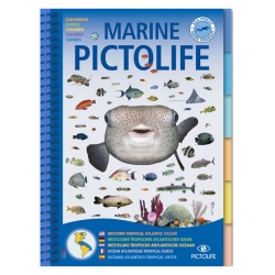 image: Marine pictolife  Atlantique tropique ouest